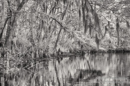Bayou, Black and White, Infrared, Landscape, Monochrome, Nature, New Orleans, Photography, Travel, USA, Wilderness
