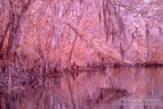 Bayou, Infrared, Landscape, Mississippi River, Nature, New Orleans, Photography, Travel, USA, Wilderness