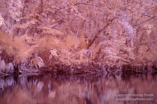 Bayou, Infrared, Landscape, Mississippi River, Nature, New Orleans, Photography, Travel, USA, Wilderness