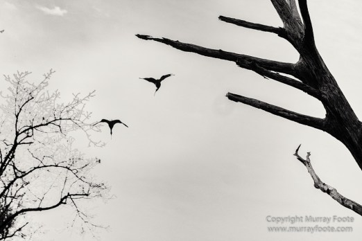 Bayou, Black and White, Infrared, Landscape, Monochrome, Nature, New Orleans, Photography, Travel, USA, Wilderness
