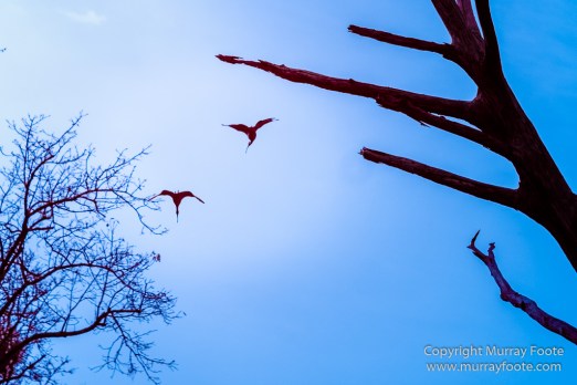 Bayou, Infrared, Landscape, Mississippi River, Nature, New Orleans, Photography, Travel, USA, Wilderness