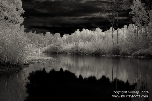 Bayou, Black and White, Infrared, Landscape, Monochrome, Nature, New Orleans, Photography, Travel, USA, Wilderness