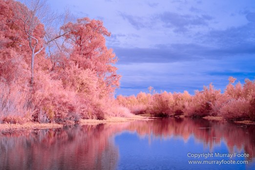 Bayou, Infrared, Landscape, Mississippi River, Nature, New Orleans, Photography, Travel, USA, Wilderness