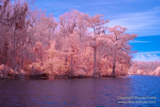 Bayou, Infrared, Landscape, Mississippi River, Nature, New Orleans, Photography, Travel, USA, Wilderness