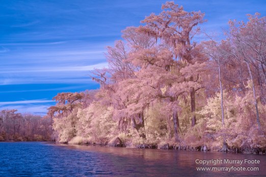 Bayou, Infrared, Landscape, Mississippi River, Nature, New Orleans, Photography, Travel, USA, Wilderness