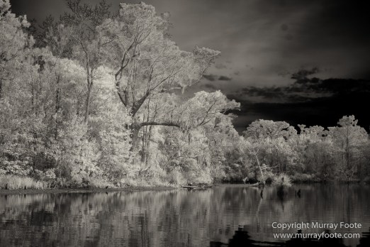 Bayou, Black and White, Infrared, Landscape, Monochrome, Nature, New Orleans, Photography, Travel, USA, Wilderness
