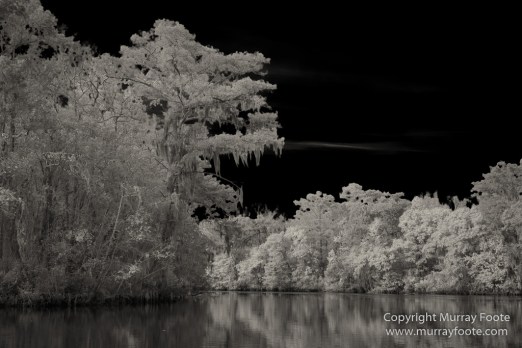Bayou, Black and White, Infrared, Landscape, Monochrome, Nature, New Orleans, Photography, Travel, USA, Wilderness
