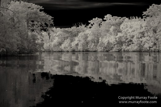 Bayou, Black and White, Infrared, Landscape, Monochrome, Nature, New Orleans, Photography, Travel, USA, Wilderness