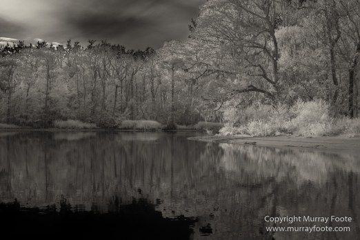 Bayou, Black and White, Infrared, Landscape, Monochrome, Nature, New Orleans, Photography, Travel, USA, Wilderness