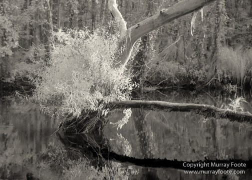 Bayou, Black and White, Infrared, Landscape, Monochrome, Nature, New Orleans, Photography, Travel, USA, Wilderness
