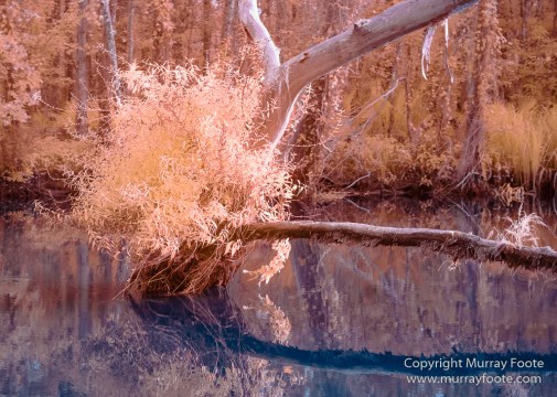 Bayou, Infrared, Landscape, Mississippi River, Nature, New Orleans, Photography, Travel, USA, Wilderness