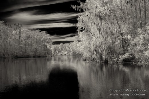 Bayou, Black and White, Infrared, Landscape, Monochrome, Nature, New Orleans, Photography, Travel, USA, Wilderness