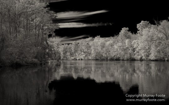 Bayou, Black and White, Infrared, Landscape, Monochrome, Nature, New Orleans, Photography, Travel, USA, Wilderness