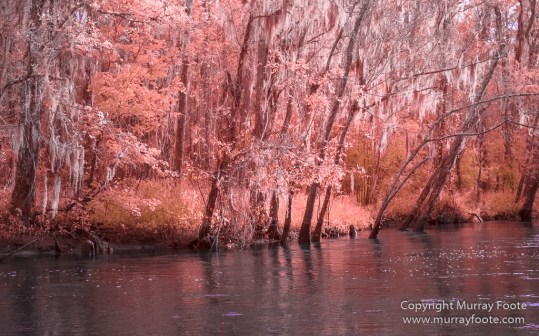 Bayou, Infrared, Landscape, Mississippi River, Nature, New Orleans, Photography, Travel, USA, Wilderness