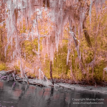 Bayou, Infrared, Landscape, Mississippi River, Nature, New Orleans, Photography, Travel, USA, Wilderness