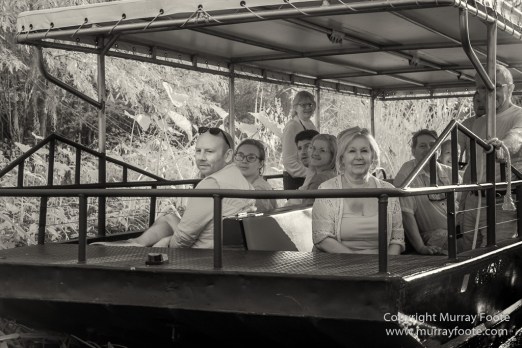 Bayou, Black and White, Infrared, Landscape, Monochrome, Nature, New Orleans, Photography, Travel, USA, Wilderness