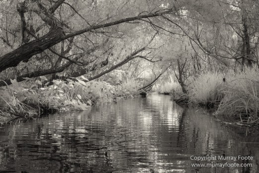Bayou, Black and White, Infrared, Landscape, Monochrome, Nature, New Orleans, Photography, Travel, USA, Wilderness