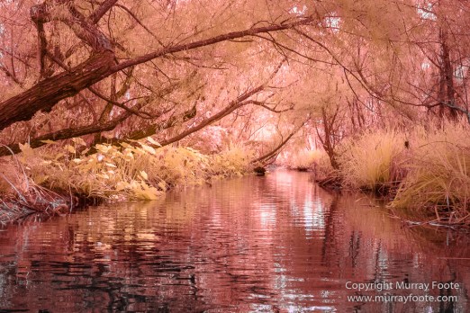 Bayou, Infrared, Landscape, Mississippi River, Nature, New Orleans, Photography, Travel, USA, Wilderness