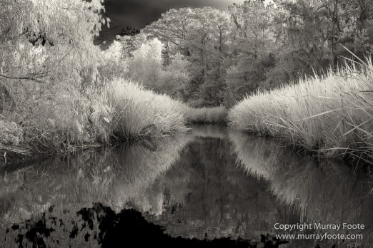 Bayou, Black and White, Infrared, Landscape, Monochrome, Nature, New Orleans, Photography, Travel, USA, Wilderness