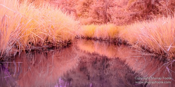 Bayou, Infrared, Landscape, Mississippi River, Nature, New Orleans, Photography, Travel, USA, Wilderness
