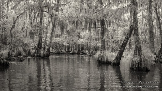 Bayou, Black and White, Infrared, Landscape, Monochrome, Nature, New Orleans, Photography, Travel, USA, Wilderness