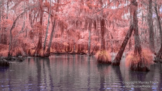 Bayou, Infrared, Landscape, Mississippi River, Nature, New Orleans, Photography, Travel, USA, Wilderness
