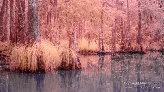 Bayou, Infrared, Landscape, Mississippi River, Nature, New Orleans, Photography, Travel, USA, Wilderness