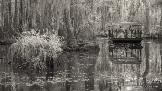Bayou, Black and White, Infrared, Landscape, Monochrome, Nature, New Orleans, Photography, Travel, USA, Wilderness