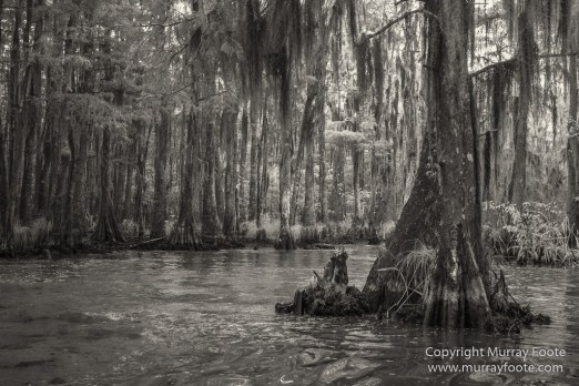 Bayou, Black and White, Infrared, Landscape, Monochrome, Nature, New Orleans, Photography, Travel, USA, Wilderness