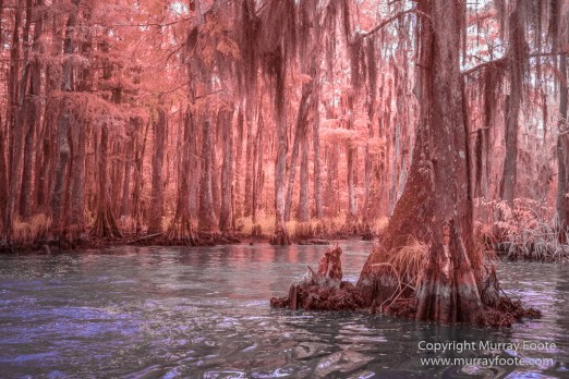 Bayou, Infrared, Landscape, Mississippi River, Nature, New Orleans, Photography, Travel, USA, Wilderness