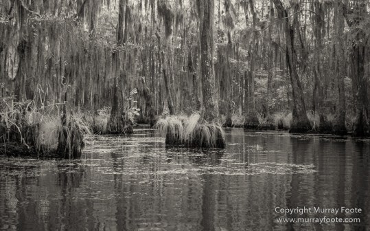 Bayou, Black and White, Infrared, Landscape, Monochrome, Nature, New Orleans, Photography, Travel, USA, Wilderness