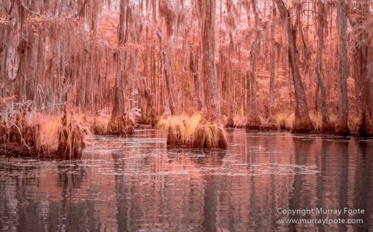 Bayou, Infrared, Landscape, Mississippi River, Nature, New Orleans, Photography, Travel, USA, Wilderness