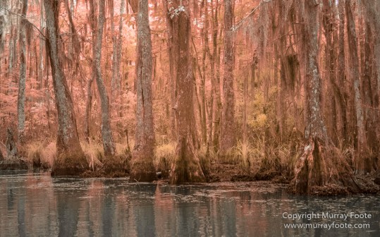 Bayou, Infrared, Landscape, Mississippi River, Nature, New Orleans, Photography, Travel, USA, Wilderness