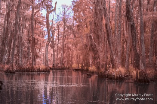 Bayou, Infrared, Landscape, Mississippi River, Nature, New Orleans, Photography, Travel, USA, Wilderness