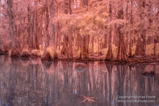 Bayou, Infrared, Landscape, Mississippi River, Nature, New Orleans, Photography, Travel, USA, Wilderness