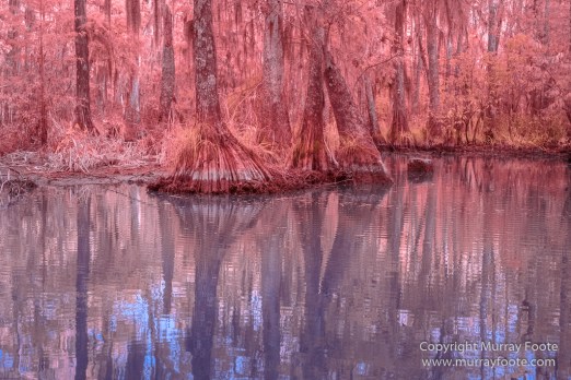 Bayou, Infrared, Landscape, Mississippi River, Nature, New Orleans, Photography, Travel, USA, Wilderness