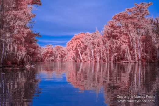Bayou, Infrared, Landscape, Mississippi River, Nature, New Orleans, Photography, Travel, USA, Wilderness