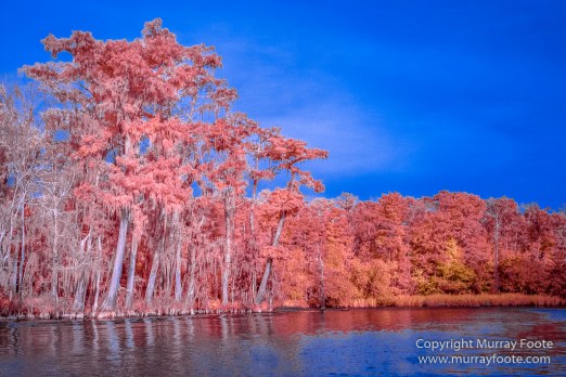 Bayou, Infrared, Landscape, Mississippi River, Nature, New Orleans, Photography, Travel, USA, Wilderness