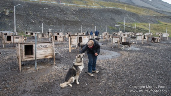 Coal, History, Huskies, Longyearbyen, Nature, Photography, Reindeer, seascape, Spitsbergen, Travel, Wildlife