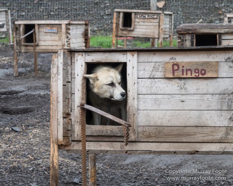 Coal, History, Huskies, Longyearbyen, Nature, Photography, Reindeer, seascape, Spitsbergen, Travel, Wildlife