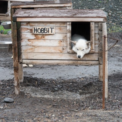 Coal, History, Huskies, Longyearbyen, Nature, Photography, Reindeer, seascape, Spitsbergen, Travel, Wildlife