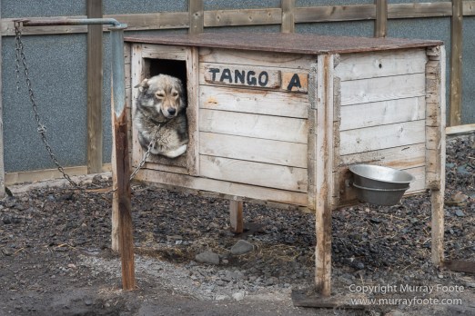 Coal, History, Huskies, Longyearbyen, Nature, Photography, Reindeer, seascape, Spitsbergen, Travel, Wildlife
