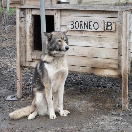 Coal, History, Huskies, Longyearbyen, Nature, Photography, Reindeer, seascape, Spitsbergen, Travel, Wildlife
