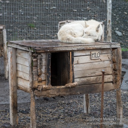 Coal, History, Huskies, Longyearbyen, Nature, Photography, Reindeer, seascape, Spitsbergen, Travel, Wildlife