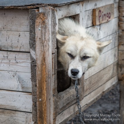 Coal, History, Huskies, Longyearbyen, Nature, Photography, Reindeer, seascape, Spitsbergen, Travel, Wildlife