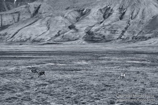 Architecture, Black and White, Coal, Landscape, Longyearbyen, Monochrome, Nordenskiöld Glacier, Photography, Pyramiden, Russia, seascape, Spitsbergen, Travel, Wilderness, Wildlife