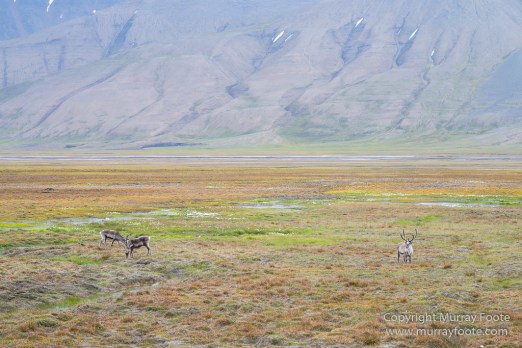 Coal, History, Huskies, Longyearbyen, Nature, Photography, Reindeer, seascape, Spitsbergen, Travel, Wildlife