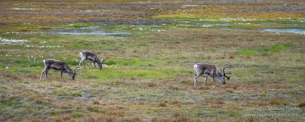 Coal, History, Huskies, Longyearbyen, Nature, Photography, Reindeer, seascape, Spitsbergen, Travel, Wildlife