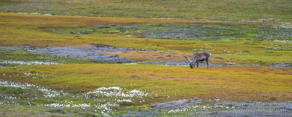 Coal, History, Huskies, Longyearbyen, Nature, Photography, Reindeer, seascape, Spitsbergen, Travel, Wildlife