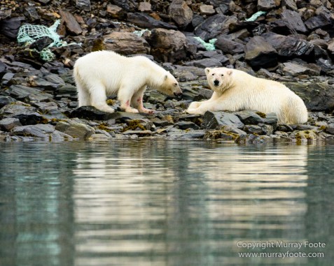 Bearded seal, Glacier, Ivory Gull, Kittiwake, Nature, Photography, Polar Bears, Reindeer, seascape, Spitsbergen, Tinayrebukta, Travel, Wilderness, Wildlife